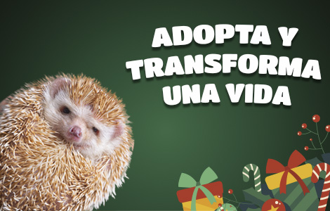 Categoria_Adopta_Celular