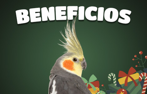 Categoria_Beneficios_Celular